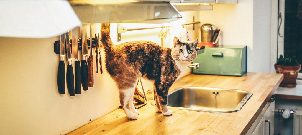 Cat on a kitchen countertop. Photo by <a href="https://unsplash.com/@nickkarvounis?utm_source=unsplash&utm_medium=referral&utm_content=creditCopyText">Nick Karvounis</a> on <a href="https://unsplash.com/photos/RjZjYwimO6Y?utm_source=unsplash&utm_medium=referral&utm_content=creditCopyText">Unsplash</a>.